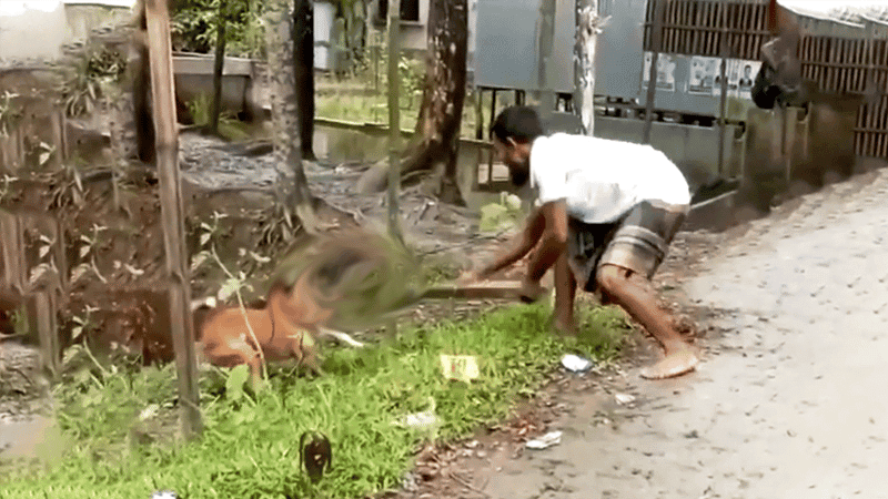 Two dogs beaten to death over alleged duck attack in Patuakhali