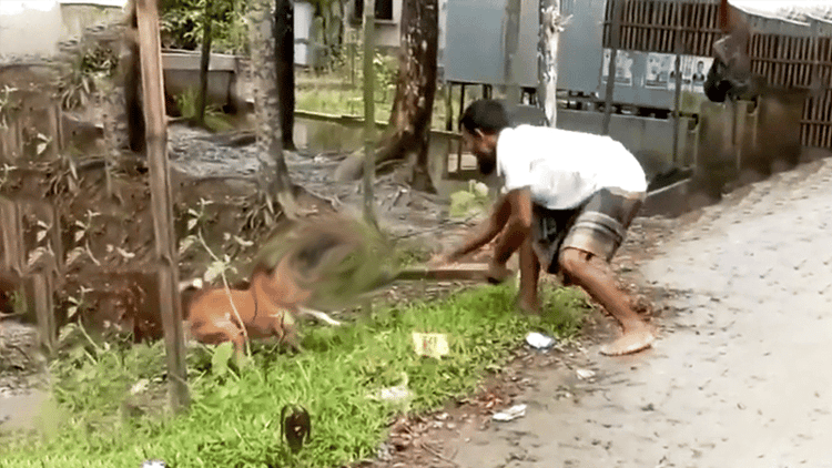 Two dogs beaten to death over alleged duck attack in Patuakhali