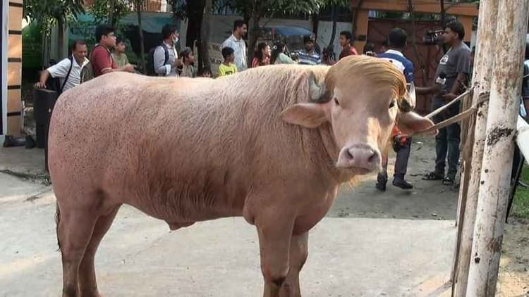 'Donald Trump' the buffalo spared from sacrifice after Home Minister's intervention