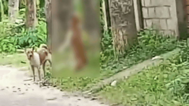 Animal cruelty case ends with Tk 300 stamp apology, raising legal concerns