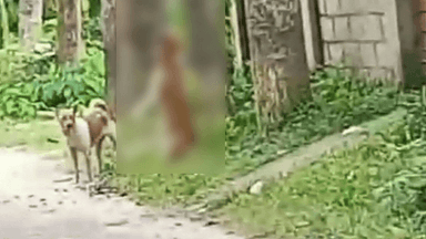 Animal cruelty case ends with Tk 300 stamp apology, raising legal concerns