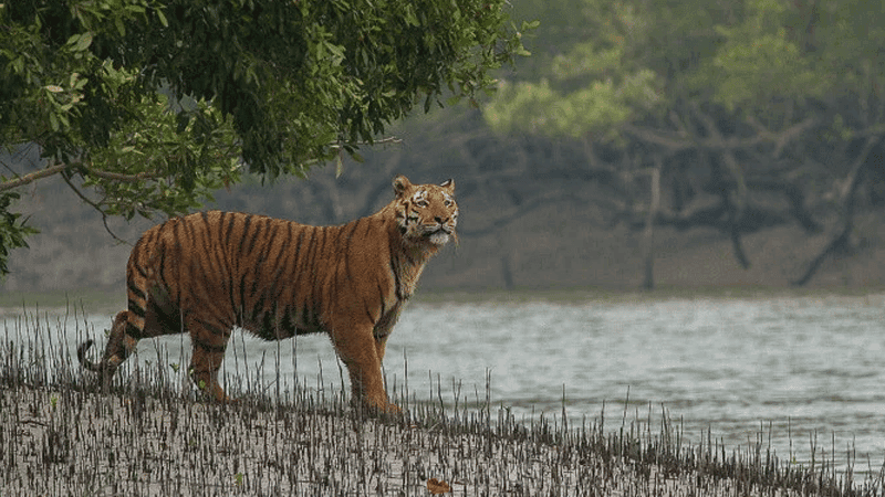 WB govt plans to offer aerial tiger viewing in Indian Sundarbans