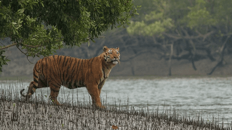 WB govt plans to offer aerial tiger viewing in Indian Sundarbans