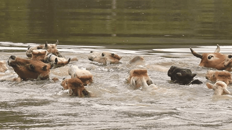 Floods kill over 161,000 livestock and poultry in Chattogram region