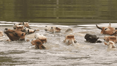 Floods kill over 161,000 livestock and poultry in Chattogram region