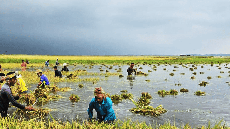Farmer dies after seeing paddy submerged in heavy rain