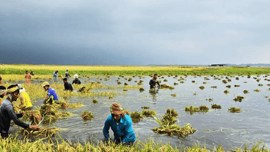 Farmer dies after seeing paddy submerged in heavy rain