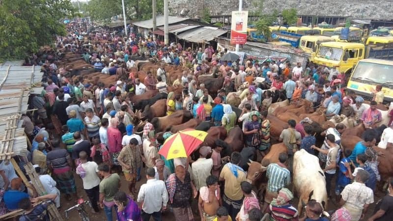 Crowds swell at Rajshahi’s largest cattle market ahead of Eid-ul-Azha