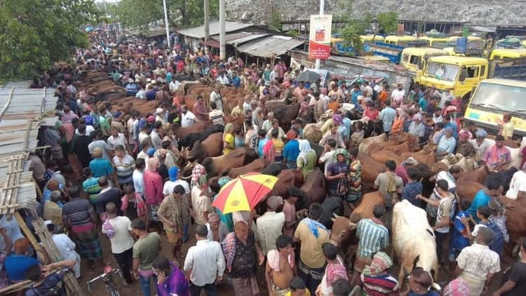 Crowds swell at Rajshahi’s largest cattle market ahead of Eid-ul-Azha