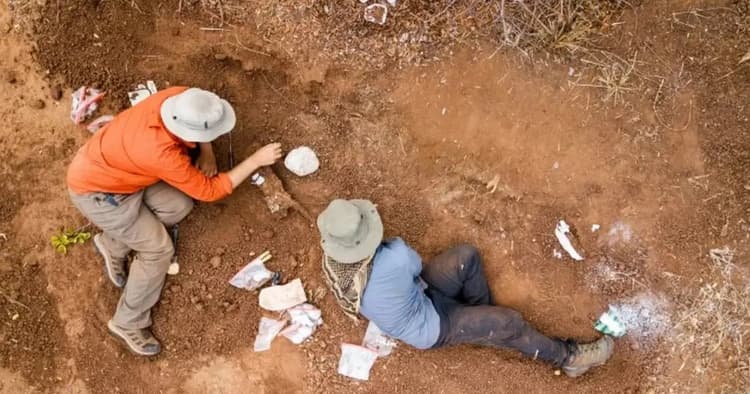 Scientists discover 210-million-year-old dinosaur species in Zimbabwe