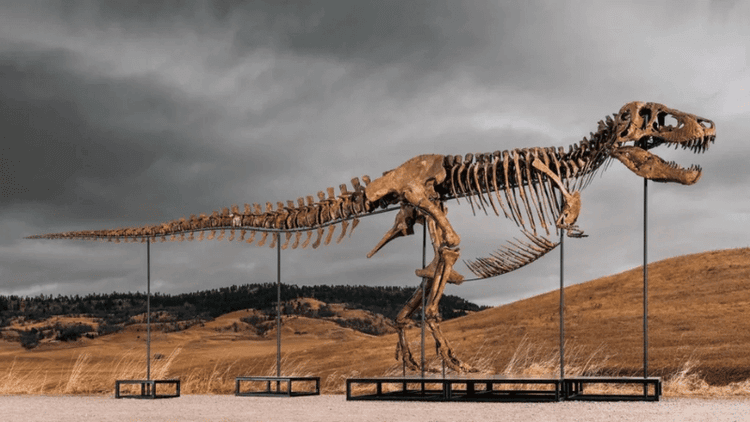 T. rex fossil 'Gus' sells for record $50.1m at auction
