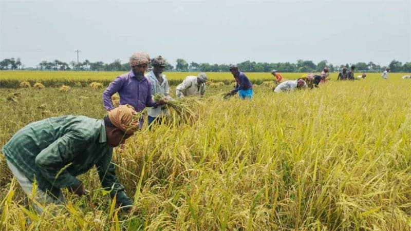 Budget FY 24-25: Tk38,259cr allocated to agriculture sector