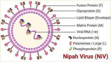 Nipah virus spreads to 35 districts, hospitals put on high alert