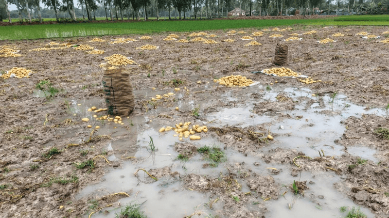 Rain likely till March 17