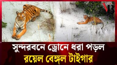 A Royal Bengal Tiger was captured on drone in the Sundarbans.