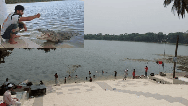 Crocodile in Bagerhat shrine pond hunts dogs even on land