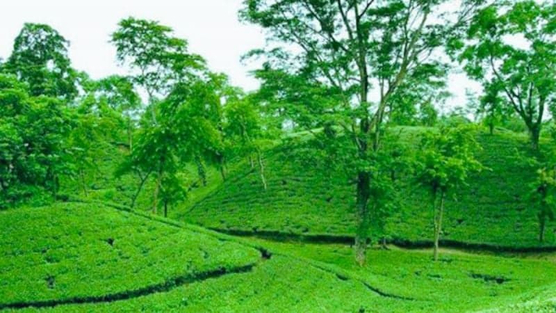 Initiatives taken to recover Tarapur tea garden in Sylhet