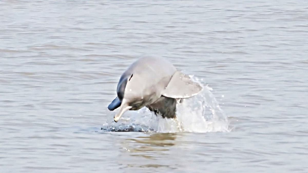 20 dolphins surviving in Buriganga
