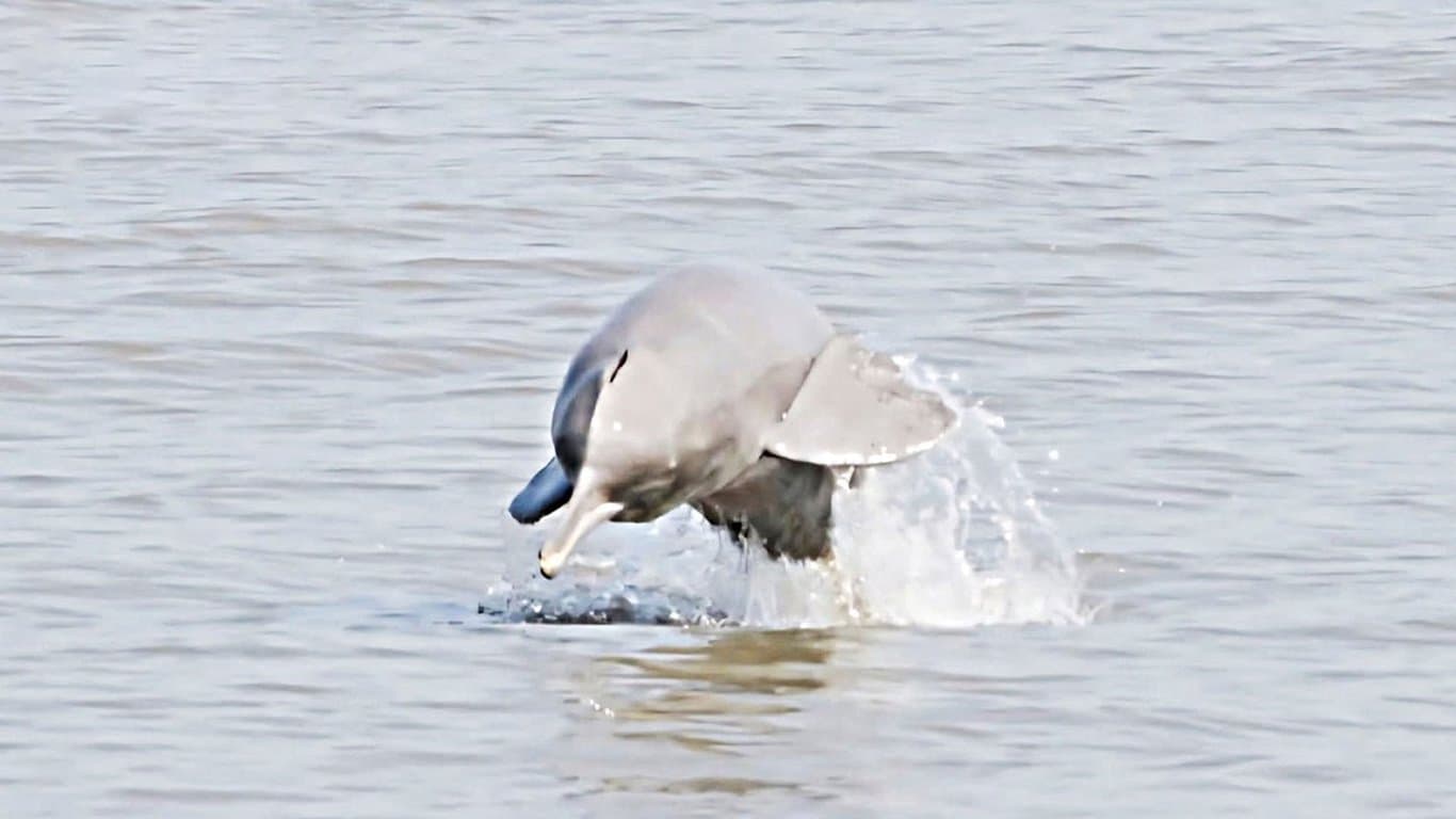 20 dolphins surviving in Buriganga