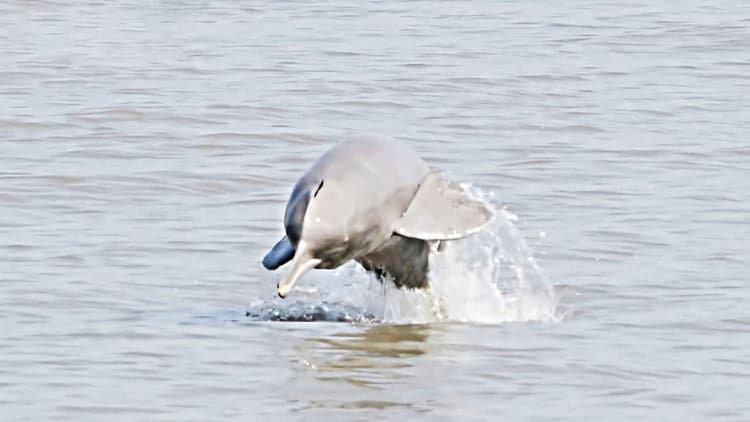 20 dolphins surviving in Buriganga