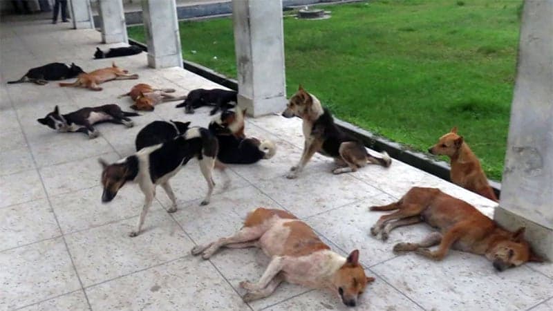 40 including women, children injured by dog bite in Kishoreganj