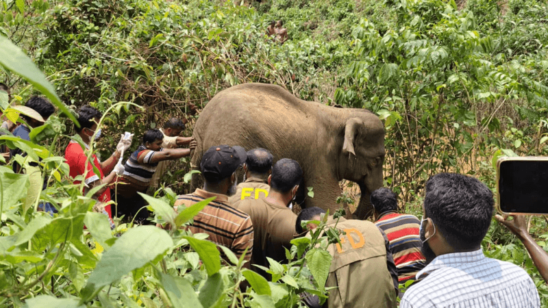 চিকিৎসা পেয়ে বনে ফিরল আহত বন্যহাতি