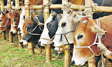 Cow tying dispute at market turns deadly, one killed