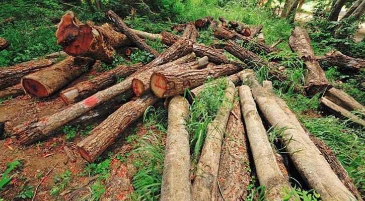 Take measures to stop the rampage of forest destroyers