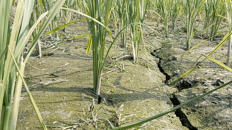 Diesel crisis halts irrigation in Rangpur