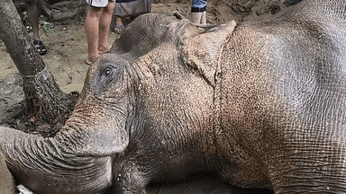 Mother elephant critically injured after falling 300 feet off cliff in Teknaf