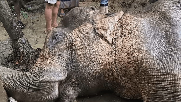 Mother elephant critically injured after falling 300 feet off cliff in Teknaf