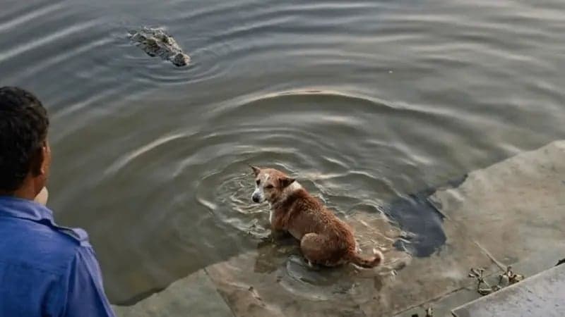 Dog's head sample sent to CDIL after crocodile attack in Bagerhat