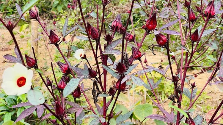 Tea, jelly, and pickles from Roselle: A promising commercial crop in hills