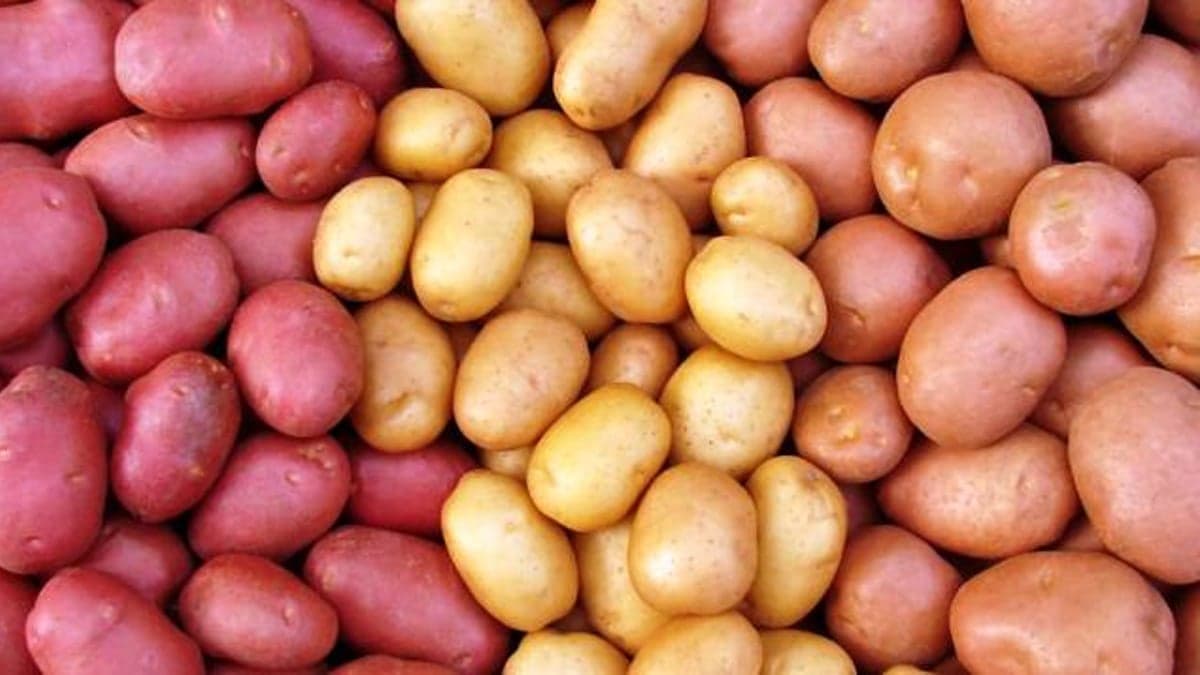 Government sets minimum price for potatoes