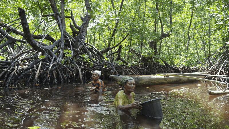 Mangrove forests expanding across world