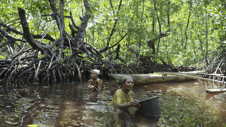 Mangrove forests expanding across world