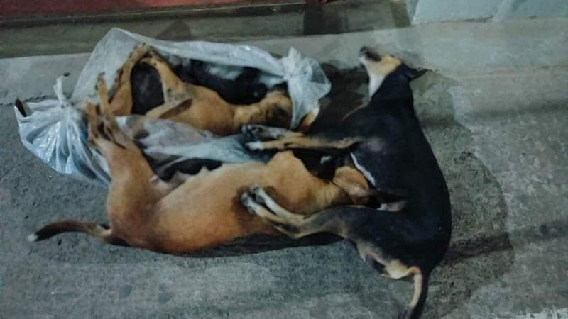 Complaint filed over poisoning stray animals in Mohammadpur