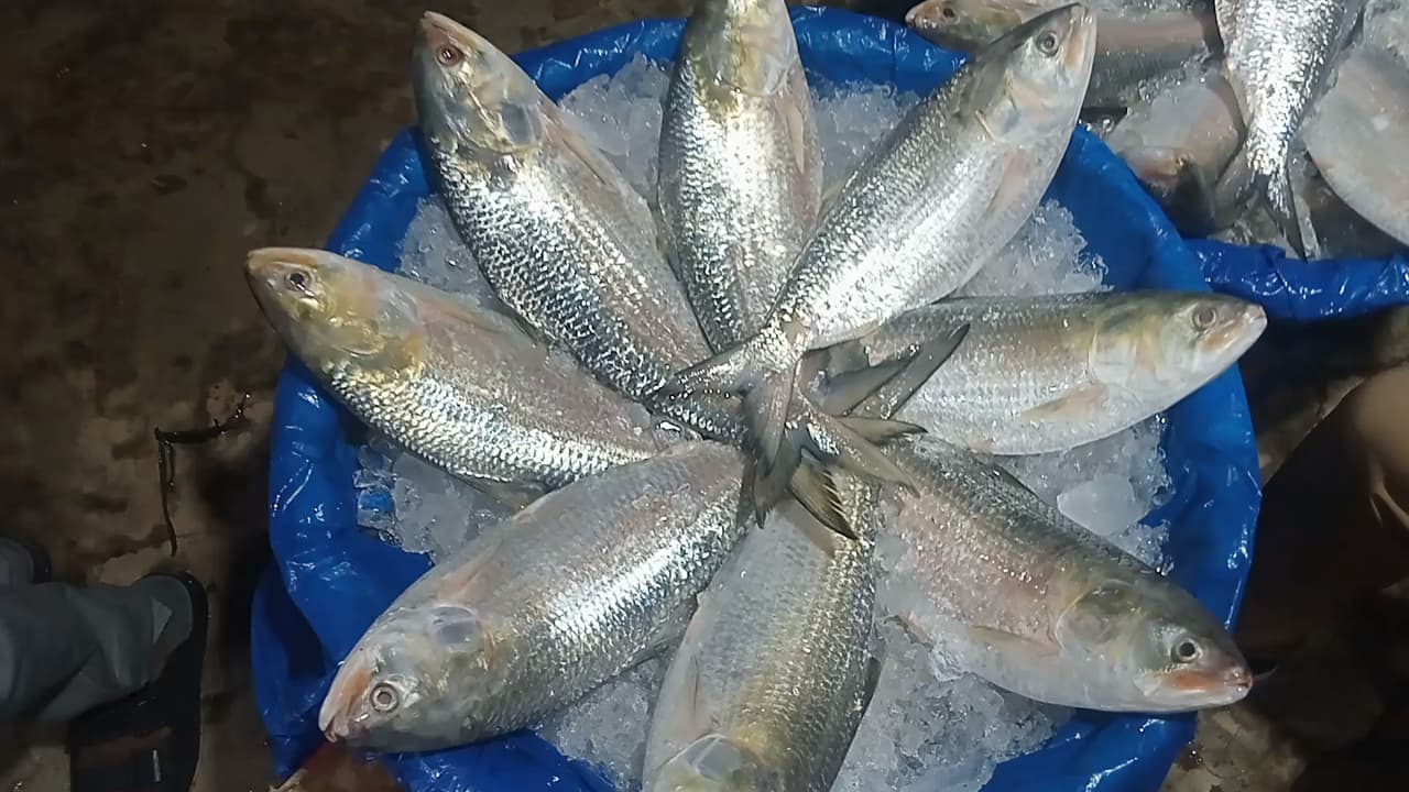 CA approves Hilsa price regulation