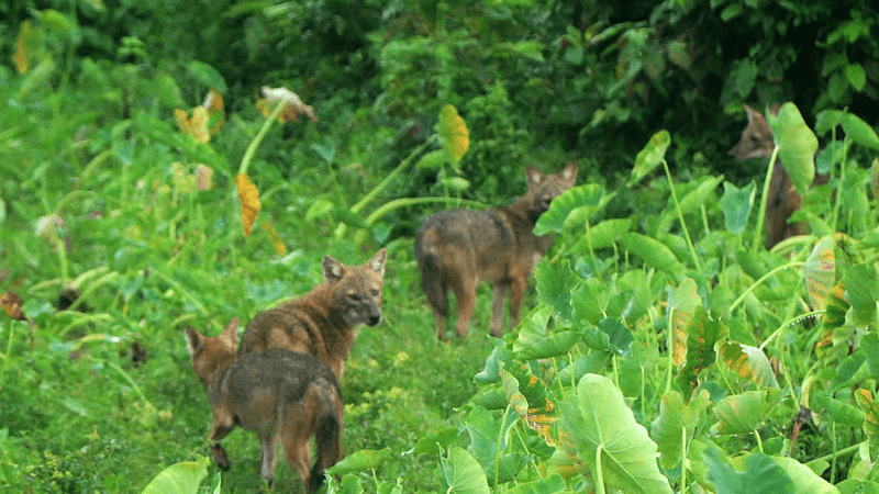 Case filed against four over killing of seven jackals in Barishal