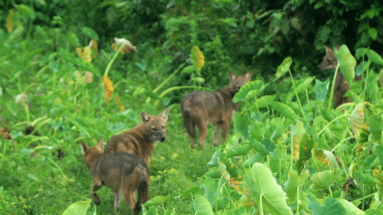 Case filed against four over killing of seven jackals in Barishal