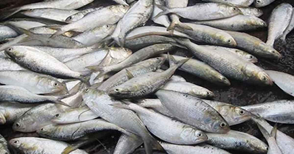 8 months ban on Jatka fishing from Friday midnight