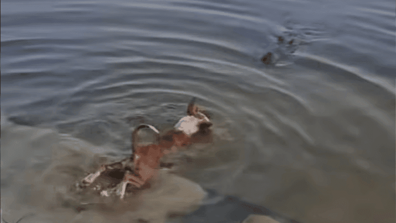 Probe committee formed in crocodile incident, sample collected from dog's body