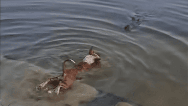 Probe committee formed in crocodile incident, sample collected from dog's body