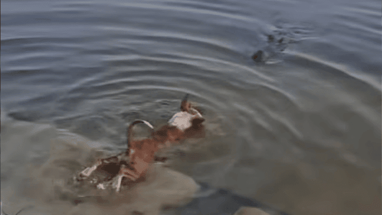 Probe committee formed in crocodile incident, sample collected from dog's body