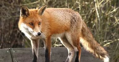 Panic in Bogura as jackals bite eight in one day, residents stand guard