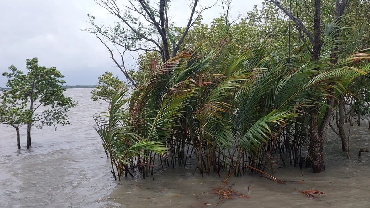 সুন্দরবনের বিস্তীর্ণ এলাকা প্লাবিত, বন্যপ্রাণী নিয়ে শঙ্কা