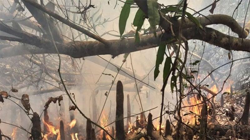 Fire service starts extinguishing fire in Sundarbans