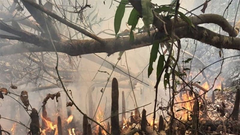 সুন্দরবনের আগুন নেভানোর কাজ শুরু করেছে ফায়ার সার্ভিস