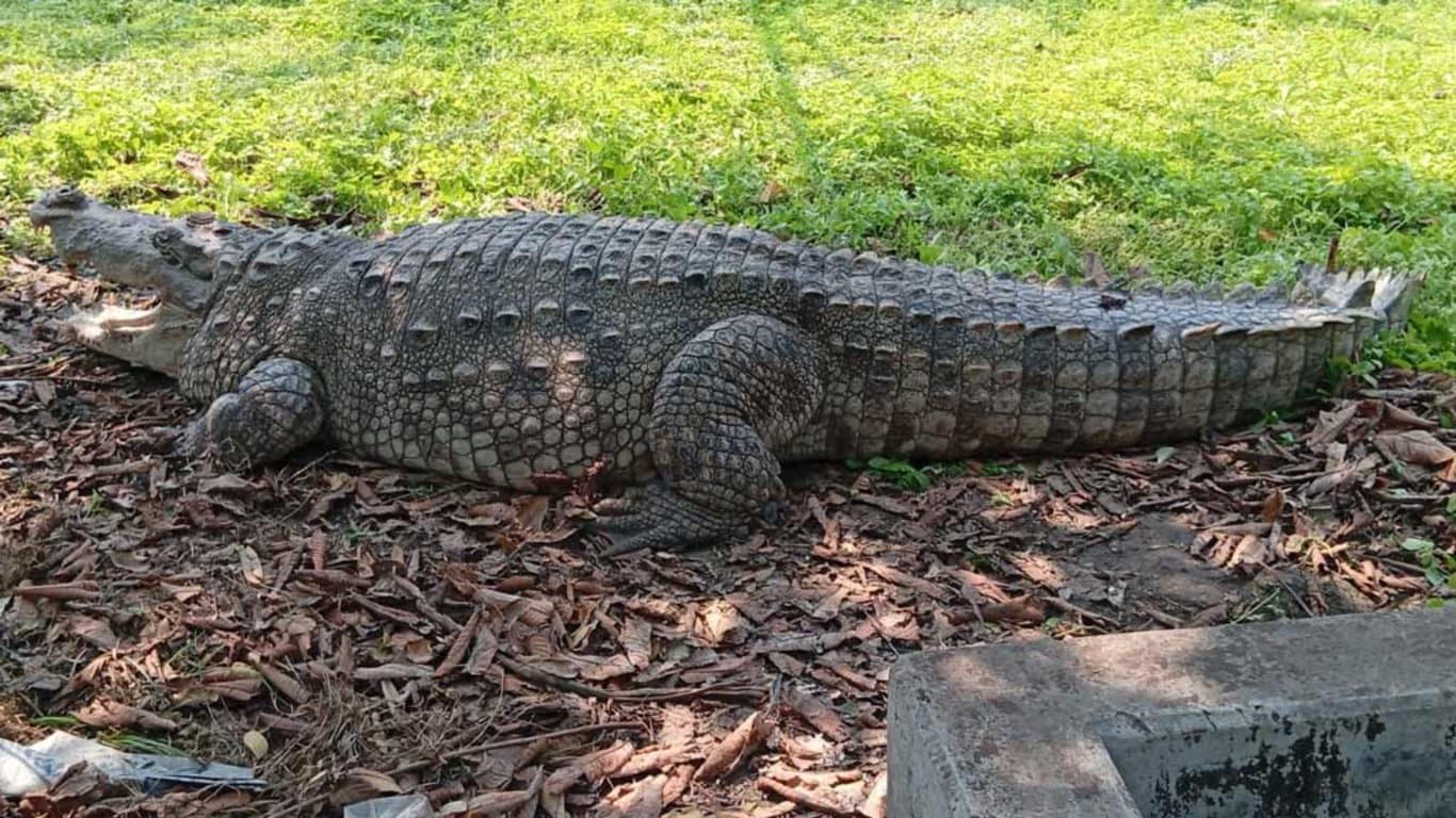 Khan Jahan Ali shrine's crocodiles shifted to wildlife center