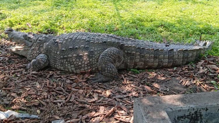 Khan Jahan Ali shrine's crocodiles shifted to wildlife center